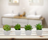 8 Fake Succulent Plants, Small Artificial in White Ceramic Pots